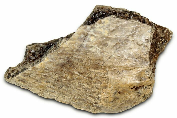 Fossil Tyrannosaur (T rex) Bone Section - Wyoming #352773